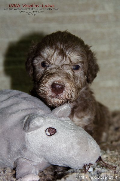 2014-03-01 Inka Vesalius-Lukas-7528-Name.jpg